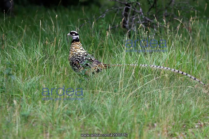 : Reeves's Pheasant male : Reeves's Pheasant male