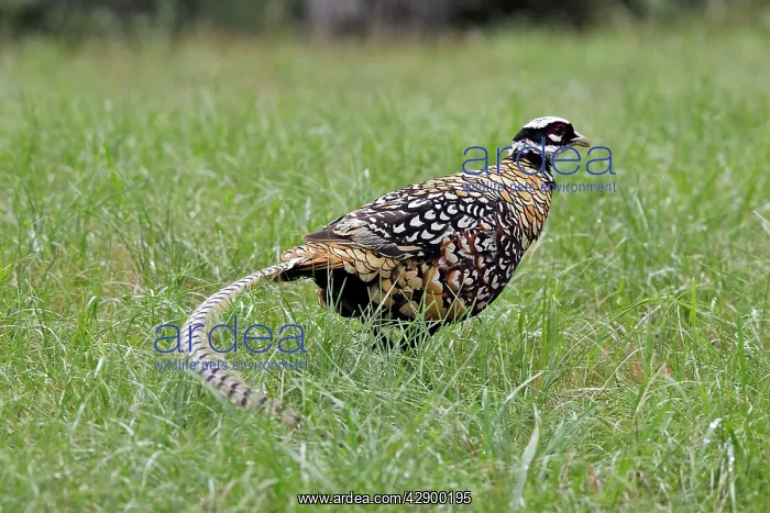 : Reeves's Pheasant male : Reeves's Pheasant male