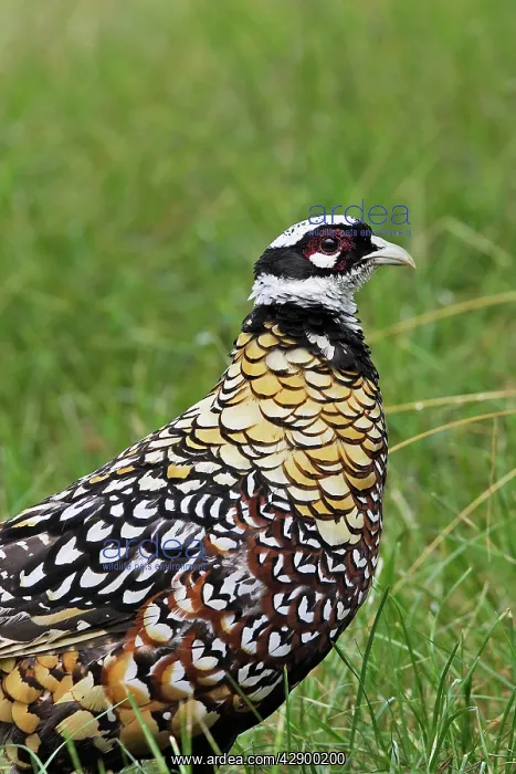 : Reeves's Pheasant male : Reeves's Pheasant male