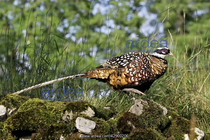  : Reeves's Pheasant male