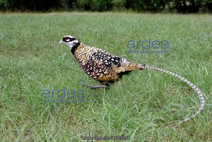 : Reeves's Pheasant male : Reeves's Pheasant male