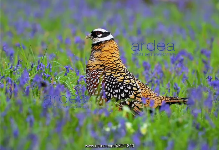 : Reevess pheasant (Syrmaticus reevesii) walking : Reevess pheasant (Syrmaticus reevesii) walking