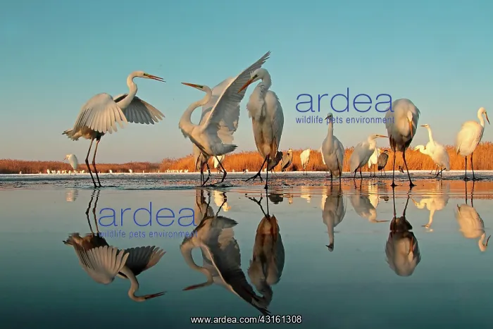 : Reflecting Great Egrets : Reflecting Great Egrets