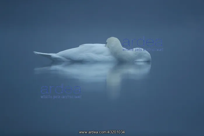 : Reflecting Mute swan (Cygnus olor) on water in winter : Reflecting Mute swan (Cygnus olor) on water in winter