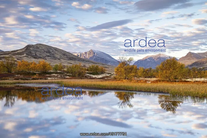 : Reflection of the autumn landscape in Rondane National Park : Reflection of the autumn landscape in Rondane National Park