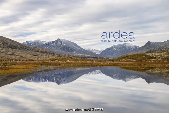 : Reflection of the autumn landscape in Rondane National Park : Reflection of the autumn landscape in Rondane National Park
