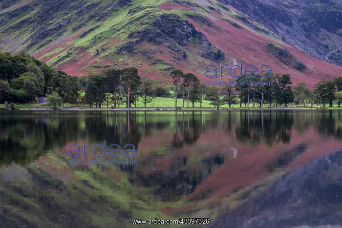 : Reflection in Buttermere Lake, Lake District National : Reflection in Buttermere Lake, Lake District National