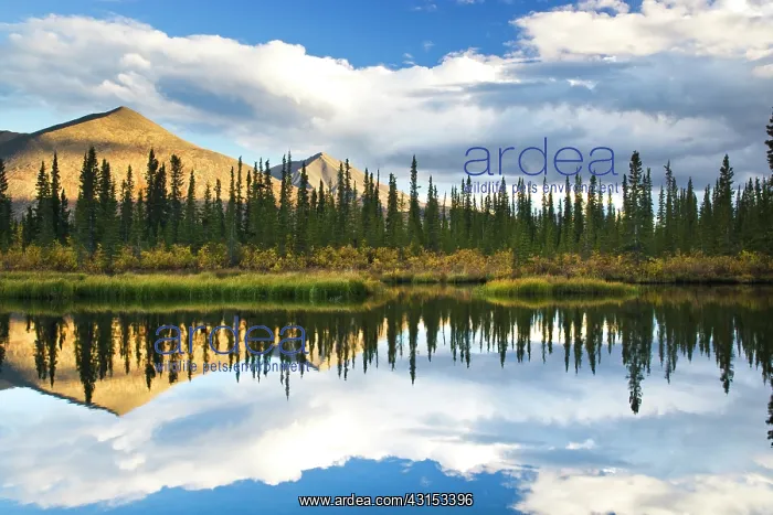 : Reflection of clouds and the Ogilvie Mountains in autumn at : Reflection of clouds and the Ogilvie Mountains in autumn at