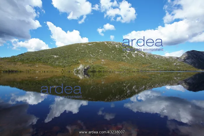 : Reflection in Dove Lake, Cradle Mountain : Reflection in Dove Lake, Cradle Mountain