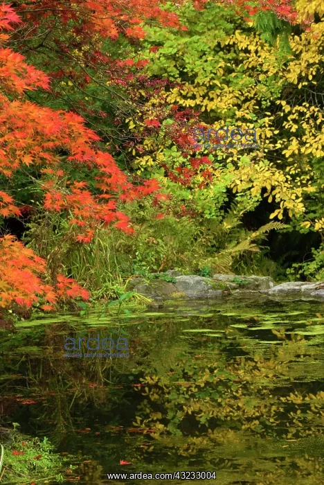  : Reflection of Fall Foliage in Pond