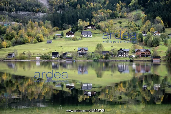 : Reflection at Grundlsee, colourful trees at the : Reflection at Grundlsee, colourful trees at the