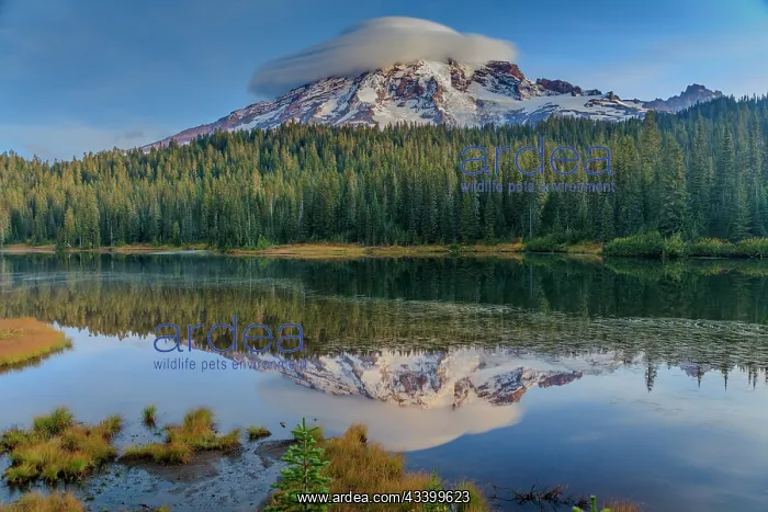 : Reflection Lake within Mt. Rainier National Park : Reflection Lake within Mt. Rainier National Park
