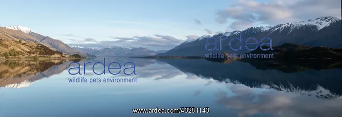 : Reflection - Lake Wakatipu, near Queenstown, Otago : Reflection - Lake Wakatipu, near Queenstown, Otago