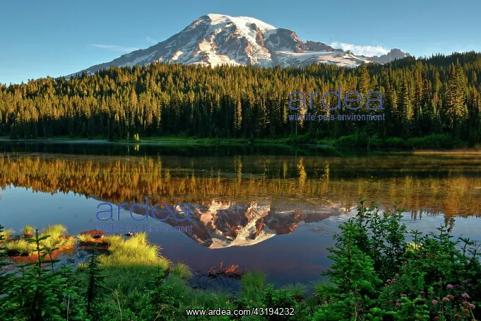 : Reflection of Mount Rainier in Reflection Lake : Reflection of Mount Rainier in Reflection Lake