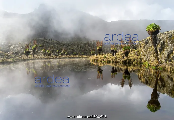 : Reflection in a mountain lake with Giant