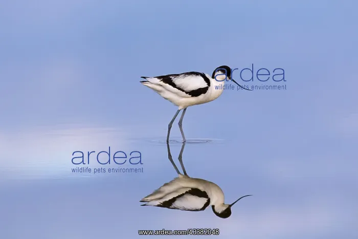 : Reflection of pied avocet (Recurvirostra avosetta) : Reflection of pied avocet (Recurvirostra avosetta)