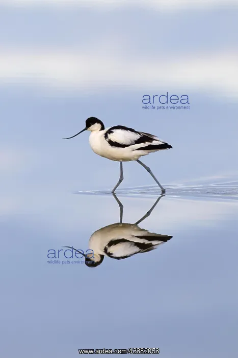 : Reflection of pied avocet (Recurvirostra avosetta) : Reflection of pied avocet (Recurvirostra avosetta)