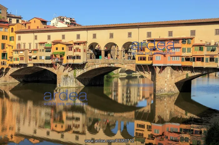 : Reflection of the Ponte Vecchio in the Arno, Florence : Reflection of the Ponte Vecchio in the Arno, Florence