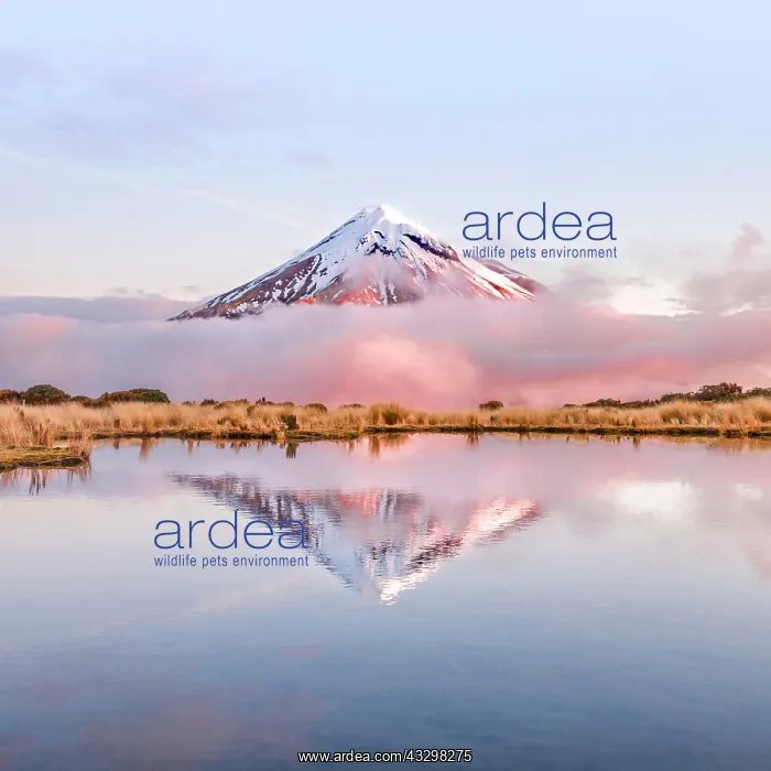 : Reflection in Pouakai Tarn lake, pink clouds around : Reflection in Pouakai Tarn lake, pink clouds around