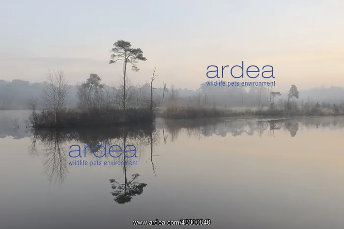 : Reflection of a tree in a lake, The Netherlands : Reflection of a tree in a lake, The Netherlands