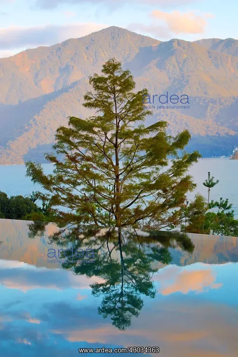 : Reflection of trees at Sun Moon Lake, Yuchi Township : Reflection of trees at Sun Moon Lake, Yuchi Township