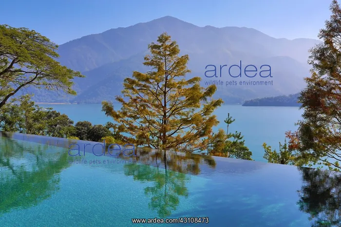 : Reflection of trees at Sun Moon Lake, Yuchi Township : Reflection of trees at Sun Moon Lake, Yuchi Township
