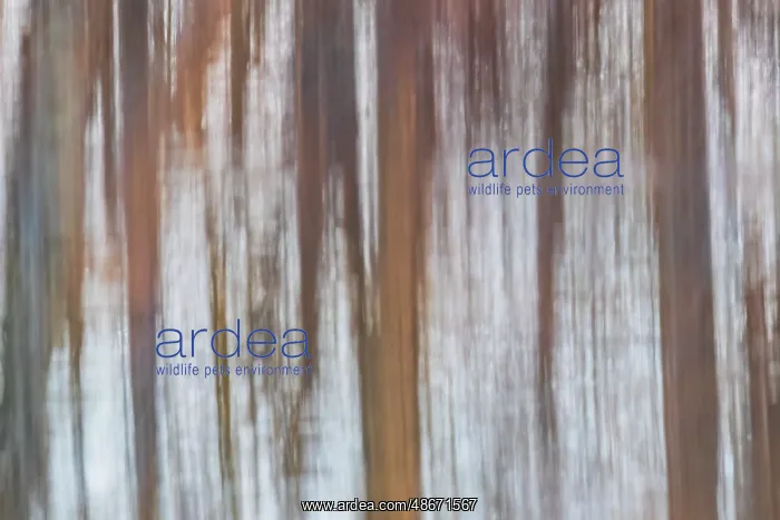 : Reflection of a trees in wetland at sunset, Marion County : Reflection of a trees in wetland at sunset, Marion County