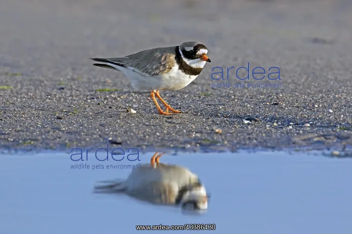 : Reflection in water of common ringed plover (Cha : Reflection in water of common ringed plover (Cha