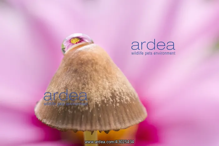  : Reflections of cosmos flower in water drop on Mushroom