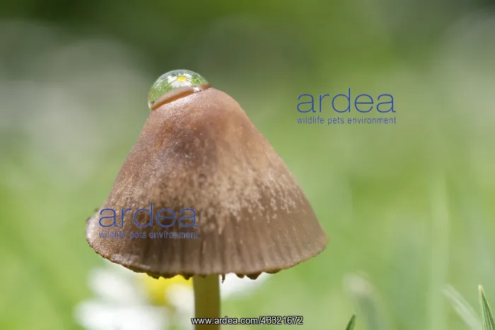 : Reflections of daisy in water drop on Mushroom, Norfolk : Reflections of daisy in water drop on Mushroom, Norfolk