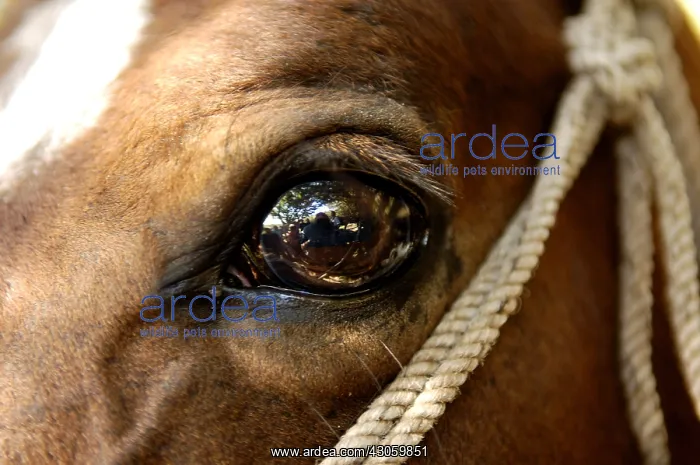 : Reflections in the eye of a horse : Reflections in the eye of a horse