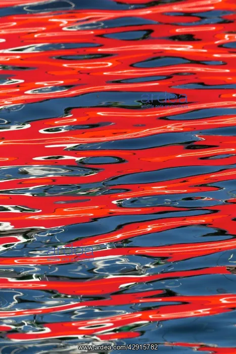  : Reflections - of fishing vessels colours in habour water