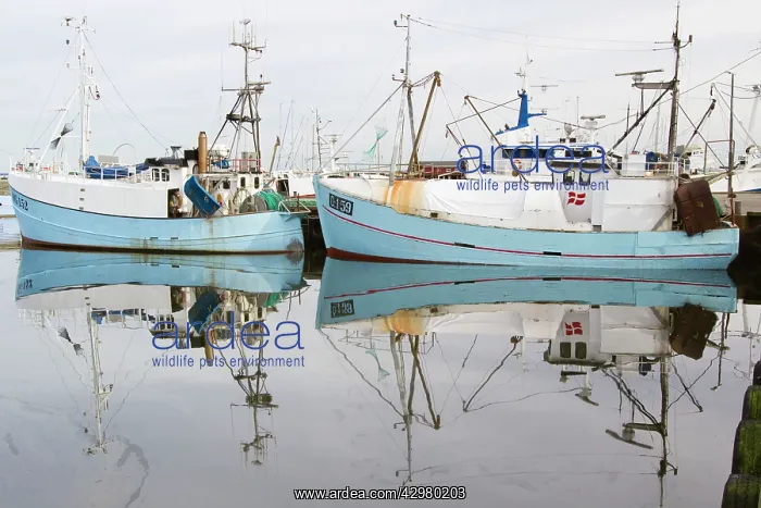 : Reflections - of fishing vessels in harbour waters : Reflections - of fishing vessels in harbour waters