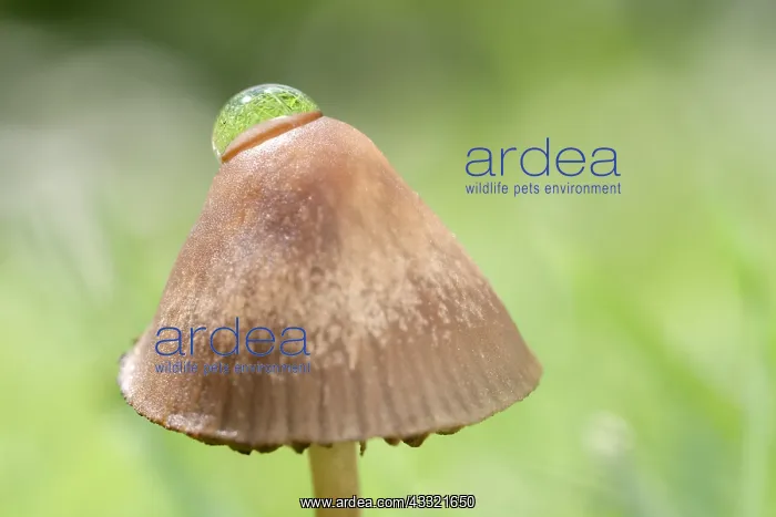 : Reflections of grass in water drop on Mushroom, Norfolk : Reflections of grass in water drop on Mushroom, Norfolk