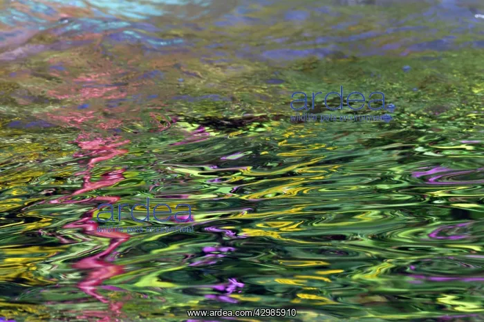: Reflections in Hill Stream : Reflections in Hill Stream