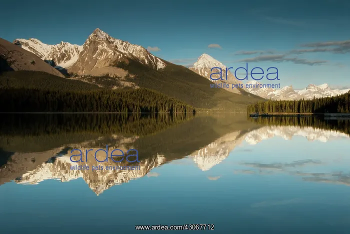 : Reflections in Maligne Lake : Reflections in Maligne Lake