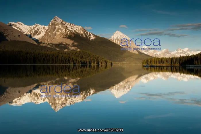 : Reflections in Maligne Lake, Canada, Alberta, J : Reflections in Maligne Lake, Canada, Alberta, J