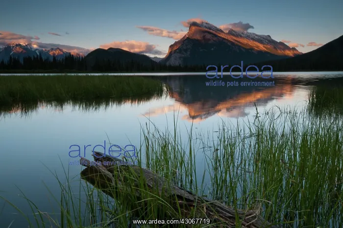 : Reflections of Mount Rundles in Vermilion Lakes : Reflections of Mount Rundles in Vermilion Lakes
