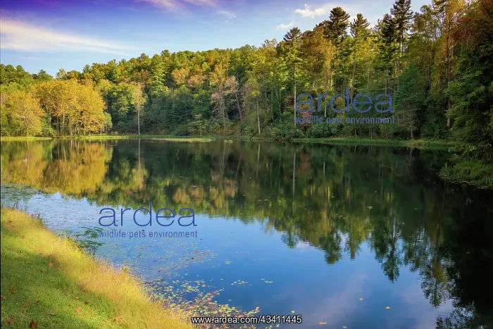 : Reflections, Otter Lake, Blue Ridge Parkway, Virginia, USA : Reflections, Otter Lake, Blue Ridge Parkway, Virginia, USA