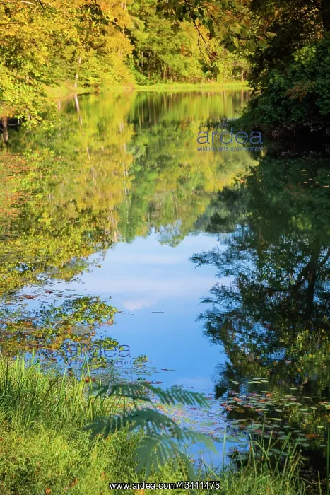 : Reflections, Otter Lake, Blue Ridge Parkway, Smoky : Reflections, Otter Lake, Blue Ridge Parkway, Smoky
