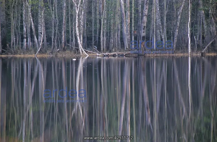 : Reflections in a small lake in taiga forest at : Reflections in a small lake in taiga forest at