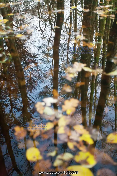: Reflections of trees in a pool with colourfull leafs in the : Reflections of trees in a pool with colourfull leafs in the