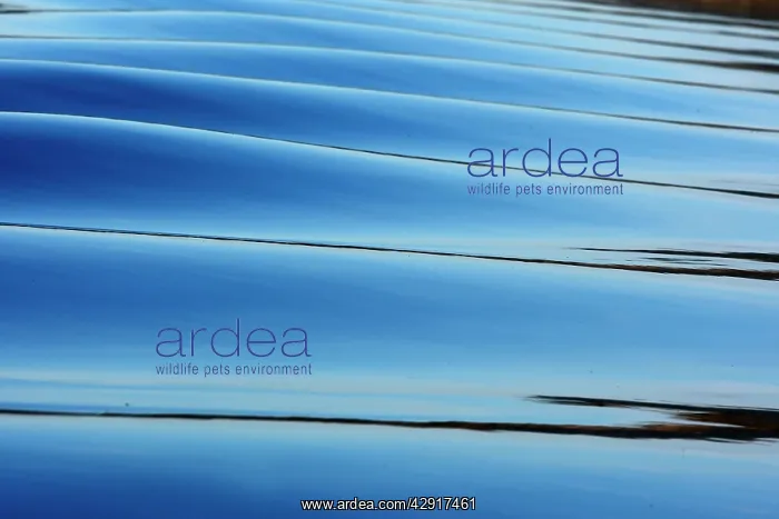 : Reflections on water : Reflections on water