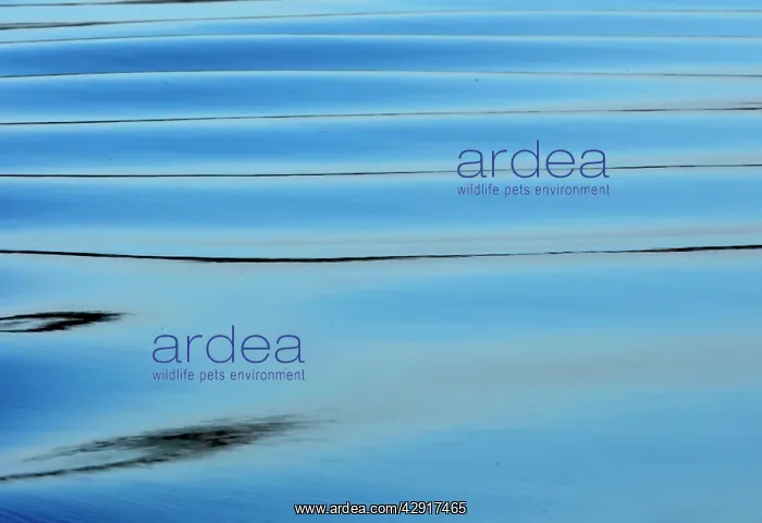 : Reflections on water : Reflections on water