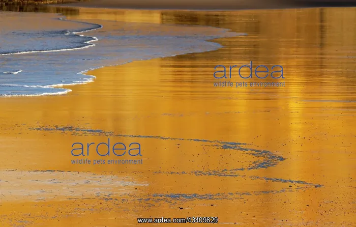 : Reflective wet sand at sunrise, Cape Kiwanda in : Reflective wet sand at sunrise, Cape Kiwanda in