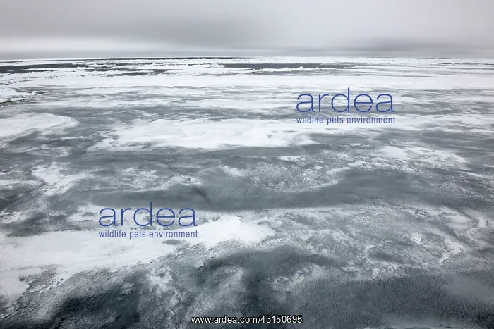 : Refreeze of the Pack-Ice : Refreeze of the Pack-Ice