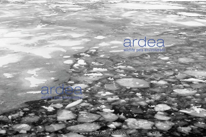 : Refreezing of Pack Ice : Refreezing of Pack Ice