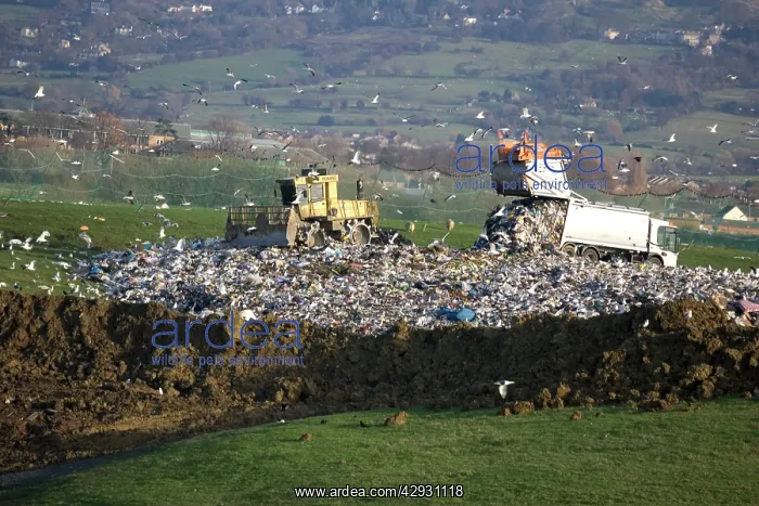 : Refuse truck at landfill : Refuse truck at landfill