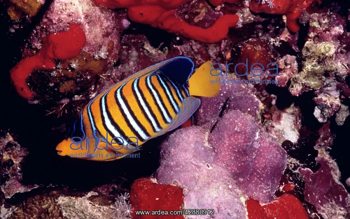 : REGAL ANGEL FISH : REGAL ANGEL FISH