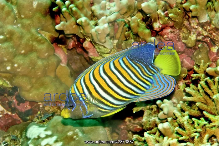 : Regal angelfish - Common throughtout the Indo-Pacific : Regal angelfish - Common throughtout the Indo-Pacific